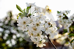 white cherry flowers on a branch