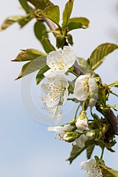 White cherry flowers on a branch