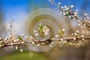 White Cherry Flowers Branch Spring Sunny Day