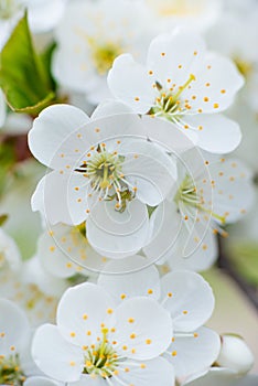 White cherry flowers on a branch on a sunny day on a light background. Spring snow-white bloom in a garden or park