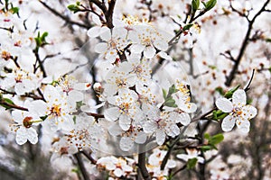 White cherry flowers on the branches, a fine spring day_