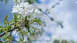 white cherry flowers cherry blossom on sky background