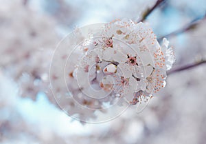 White Cherry flowers close up