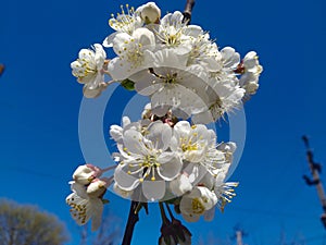 White cherry flowers close-up against bright, blue sky. Spring background, the revival of life