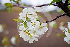 White cherry flowers with dew drops in the garden