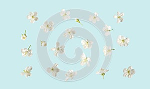 white cherry flowers of different shapes on a blue background. flat top view.