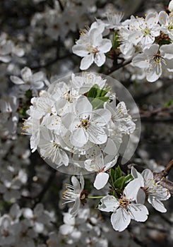 white cherry flowers in foliage, cherry branches, beautiful natural background, spring, blossoms