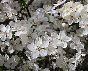 white cherry flowers in foliage, cherry branches, beautiful natural background, spring, blossoms