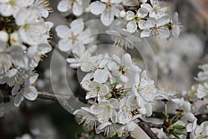 white cherry flowers in foliage, cherry branches, beautiful natural background, spring, blossoms