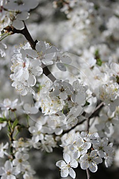 white cherry flowers in foliage, cherry branches, beautiful natural background, spring, blossoms