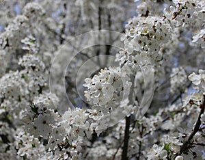 white cherry flowers in foliage, cherry branches, beautiful natural background, spring, blossoms