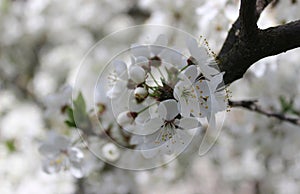 white cherry flowers in foliage, cherry branches, beautiful natural background, spring, blossoms