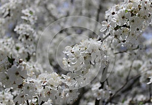 white cherry flowers in foliage, cherry branches, beautiful natural background, spring, blossoms