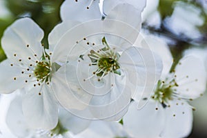 White Cherry flowers