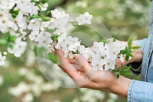 White cherry flowers in hands close-up. Spring photo. Caring for nature and love