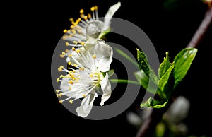 White cherry flowers isolated on black background. Close-up