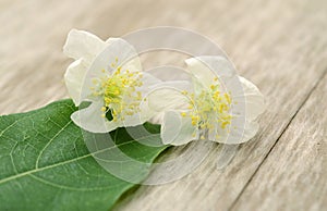 White cherry flowers isolated on white background. white spring flowers.