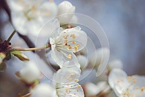 White cherry flowers with soft blue background with shallow depth and soft focus