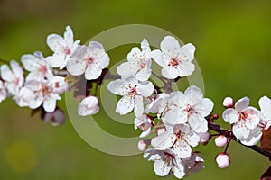 White cherry flowers in spring