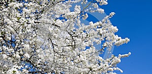 White cherry flowers on spring. Wide photo