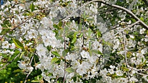 White cherry flowers in sunny weather. Exuberant cherry blossoms in spring in May.