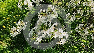 White cherry flowers in sunny weather. Exuberant cherry blossoms in spring in May.