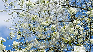 White cherry flowers tree