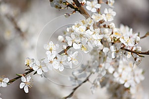 White cherry flowers on the trees in spring