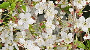 White cherry flowers. White blooming buds on a tree in early spring. Time lapse.