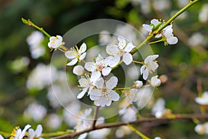 White cherry plum blossom in springtime