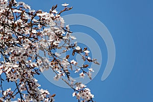 White cherry plum flowers blossom against background of blue sky. A lot of white flowers in sunny spring day. Selective focus