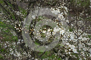White cherry plum flowers with dew drops in early spring. Flowering fruit trees Prunus cerasifera. Soft focus.