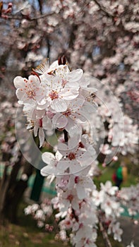White cherry tree blooming flowers in springtime