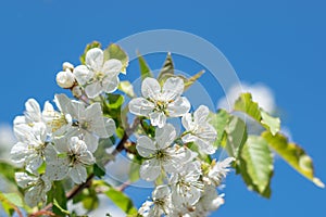 White cherry tree blossom flowers blooming in springtime against blue sky banner background.