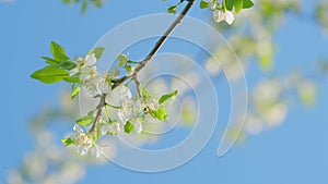 White Cherry Tree Blossom Flowers. Subgenus Cerasus Or Prunus Avium. Commonly Called Wild Cherry Or Sweet Cherry And