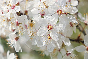 White cherry tree branch blossom on spring