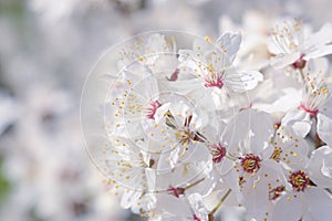 White cherry tree branch blossom on spring