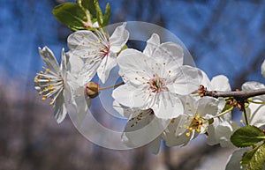 White cherry tree branch blossom on spring