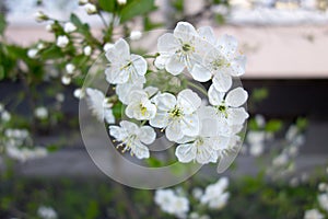 White cherry tree flower in spring