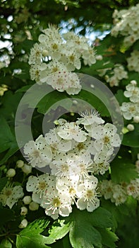 White cherry tree flowers in the springtime