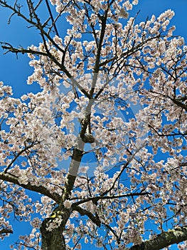White cherry tree full bloom with a blue sky background