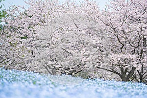 white cherry tree and Nemophila at Uminonakamichi Park, Fukuoka photo