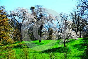 white cherry trees on bright green grassland