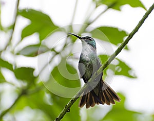 White-chested Emerald Hummingbird