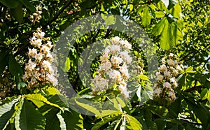 White chestnut flowers on tree leaves background. Selective focus