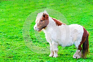 White chestnut pony horse in green grass field