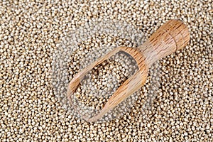 White chia seeds on a white background