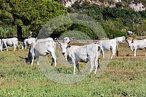 White Chianina breed cows on a tuscan field in Italy