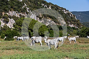 White Chianina breed cows on a tuscan field in Italy
