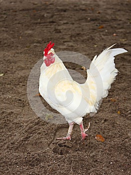 White Chicken